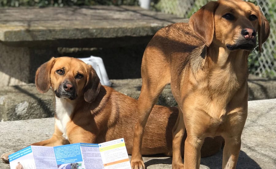 Dog passport