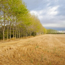 Field