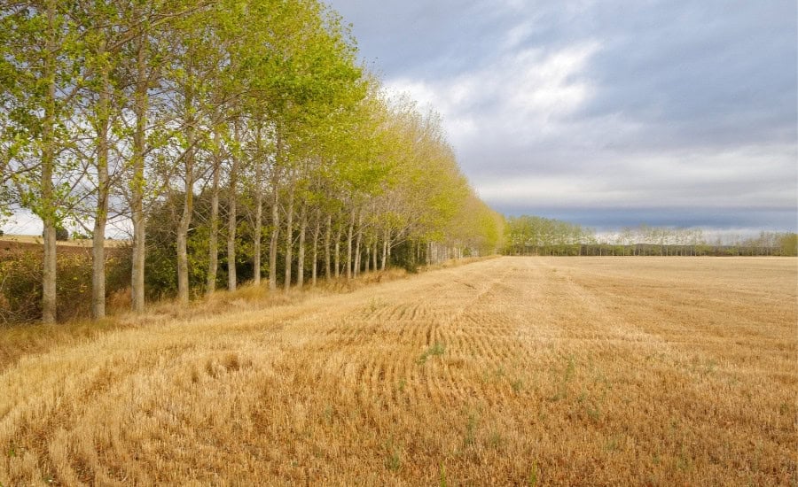 Field