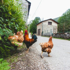 Hens on the camino