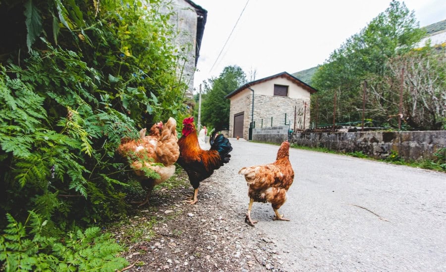 Hens on the camino
