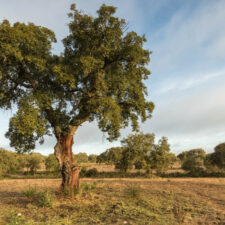 National Park of Cornalvo