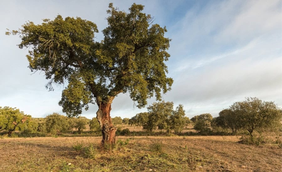 National Park of Cornalvo