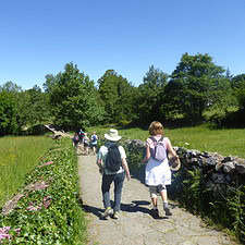 Green Camino