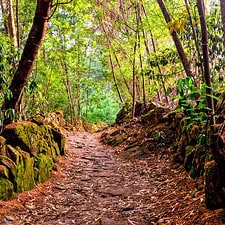Path on camino through forest