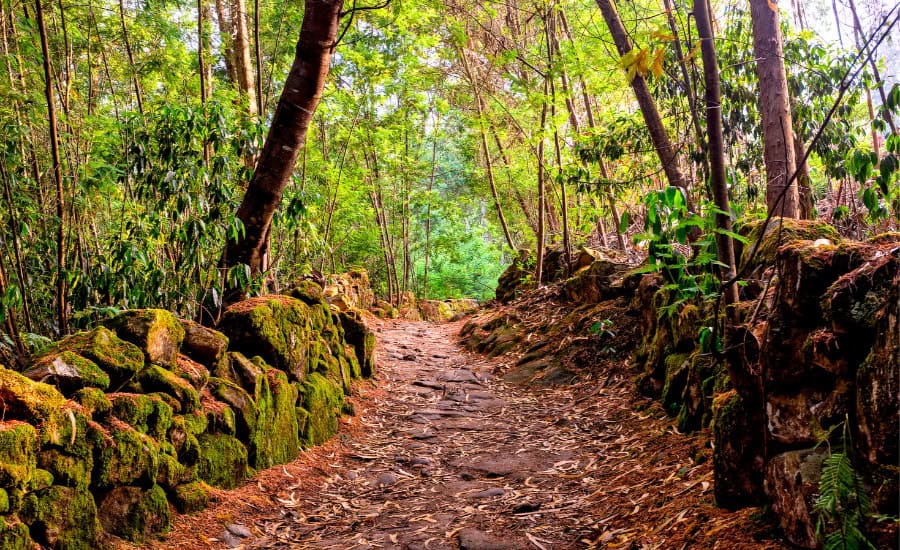 Path on camino through forest