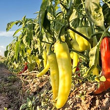 Pepper De Oimbra
