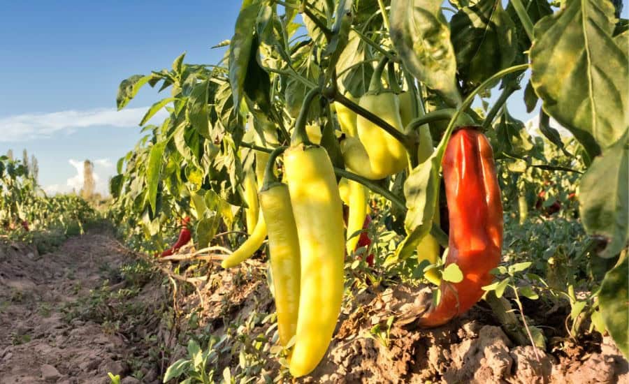 Pepper De Oimbra