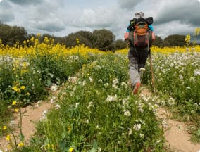 Pilgrim walking through yellow flower field