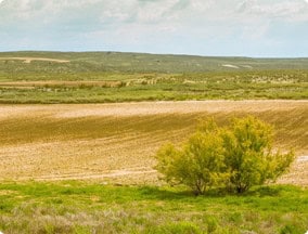 Plain field