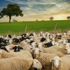 Sheeps