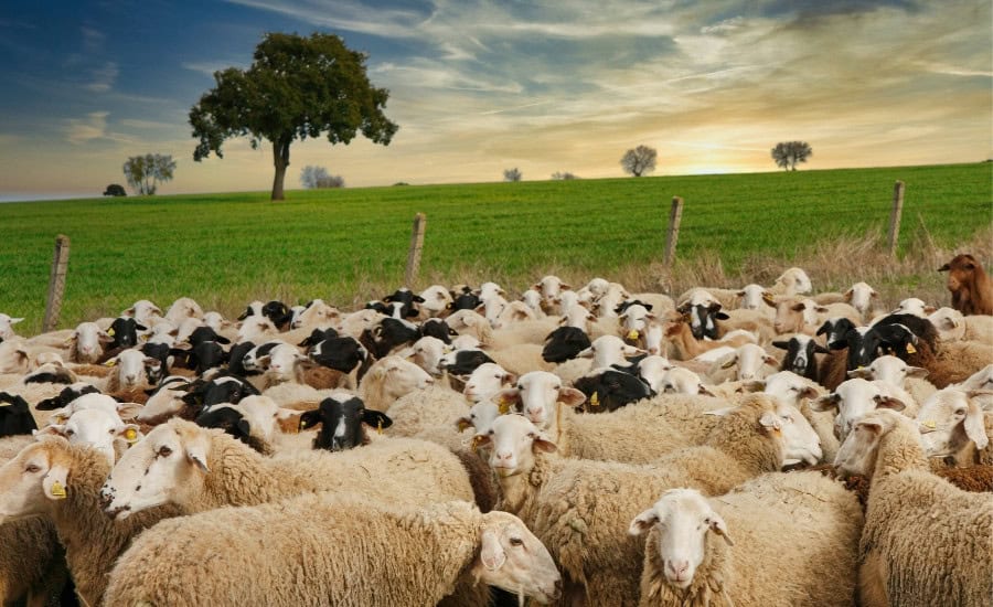 Sheeps