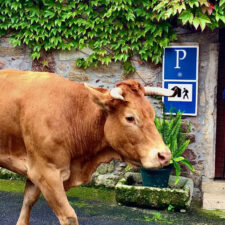 Surprised pilgrim with Cow
