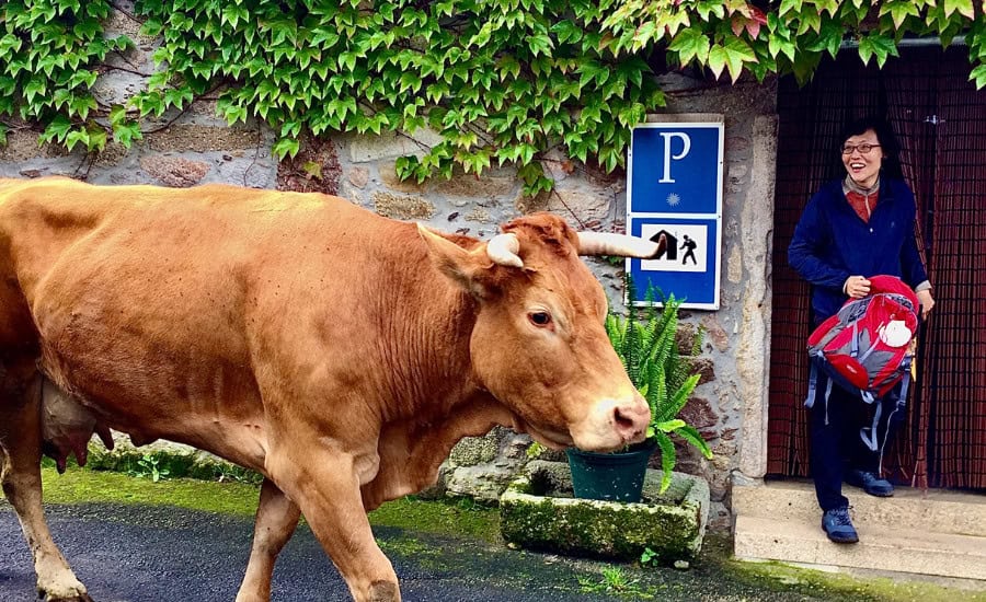 Surprised pilgrim with Cow