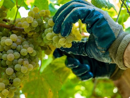 Albarino wine in galicia