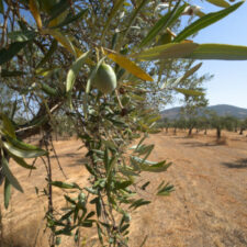 Via de la plata tree with fruit on route