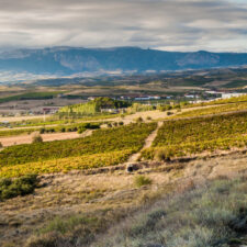 Vineyards near Logrono in La Rioja region, Spain
