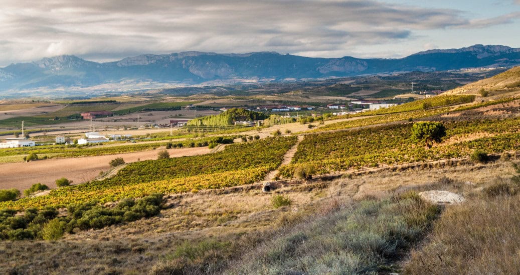 Vineyards near Logrono in La Rioja region, Spain