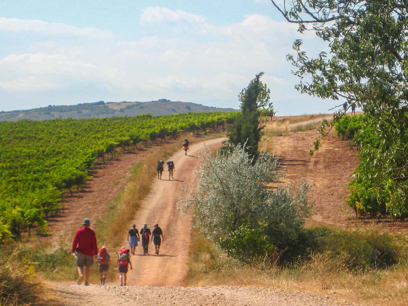 Groups of people walking on a red dirt trail through green fields on the Camino de Santiago pilgrimage