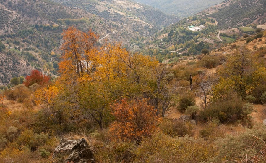 autumn landscape