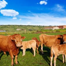 cow