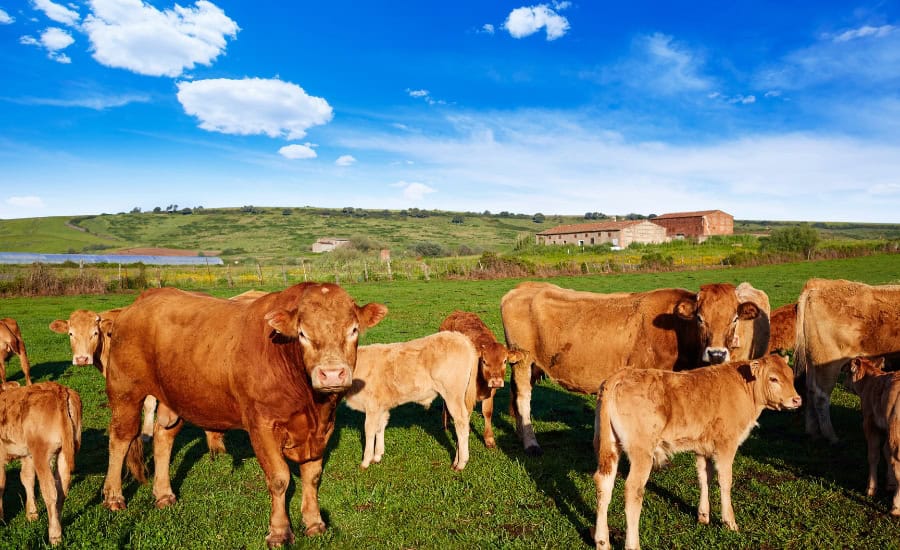 cow