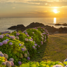 hydrangeas on the beach at sunset in Baiona Galicia, Spain