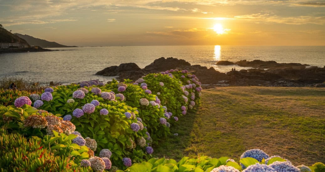 hydrangeas on the beach at sunset in Baiona Galicia, Spain