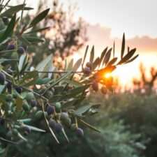 olives