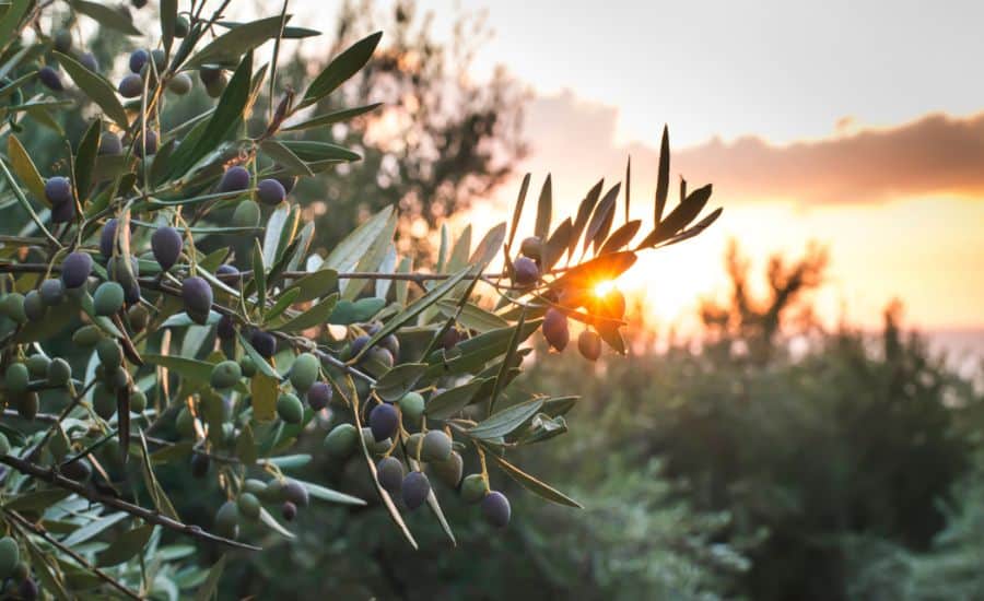olives