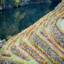 vineyard autumn