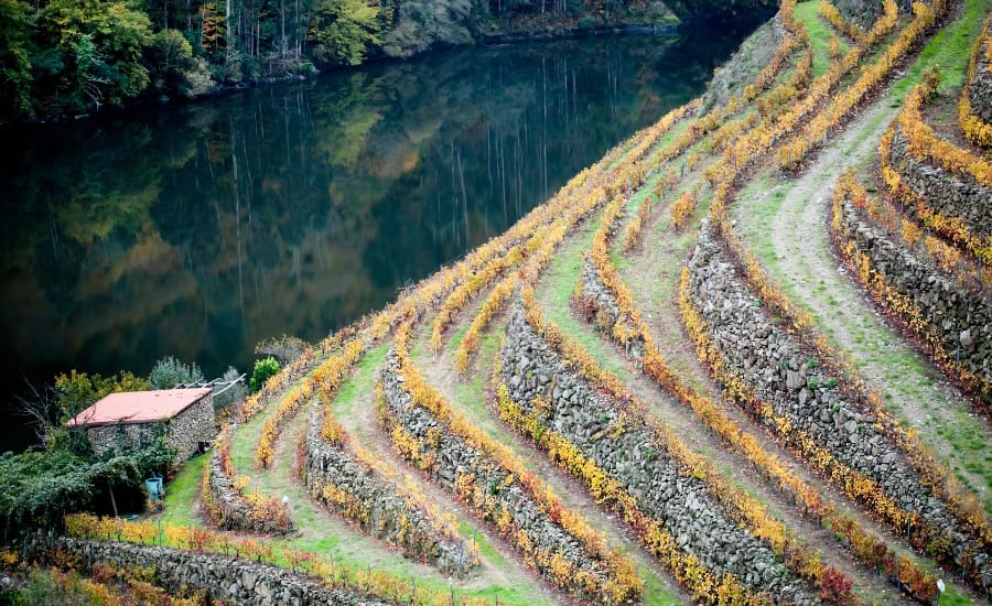 vineyard autumn