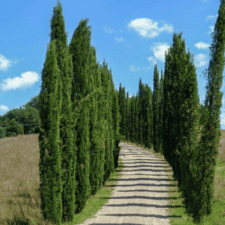 Wisque Via Francigena