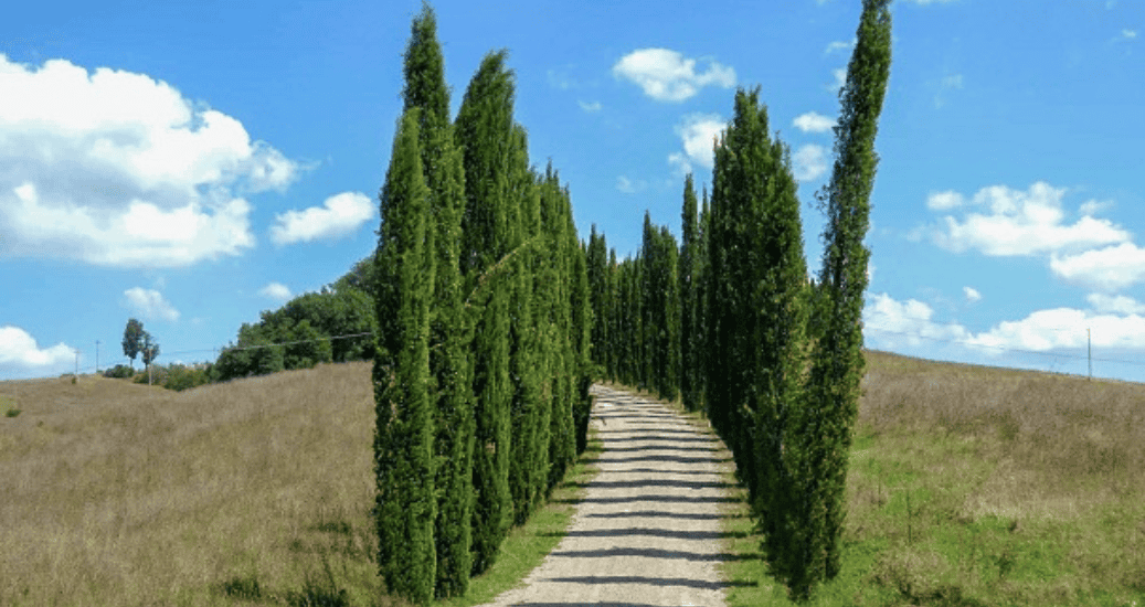 Wisque Via Francigena