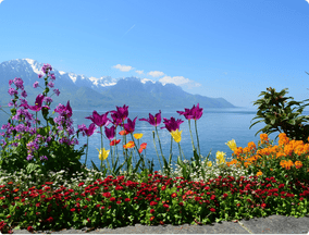 Flowers by river in Switzerland