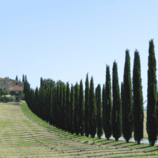 Road to Rome