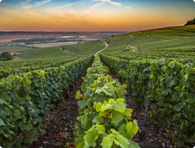 The Champagne region france