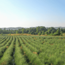 Green fields camino Frances