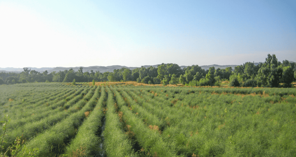 Green fields camino Frances