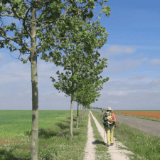 Pilgrims walking on pathway Camino frances