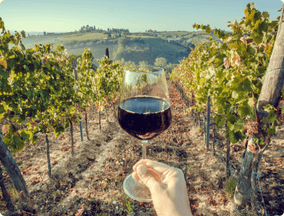 Gastronomy and Wine