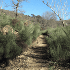 Pathway on Camino Frances