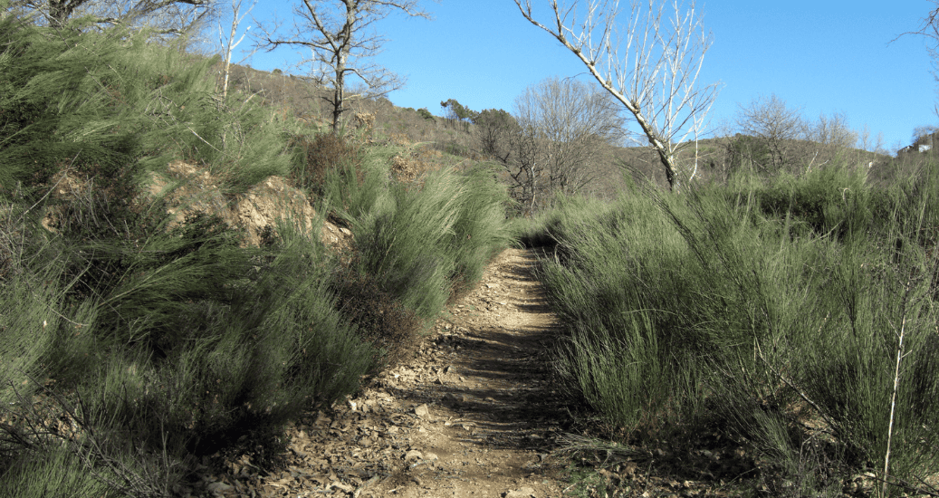 Pathway on Camino Frances