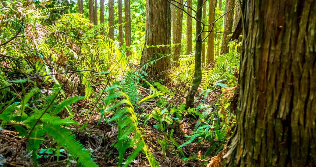 World Heritage Forest Kumano Kodo in Japan in May