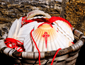 Scallop shells Camino