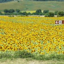 Via Francigena with sunflower bed