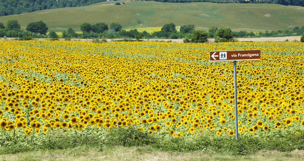 Via Francigena with sunflower bed