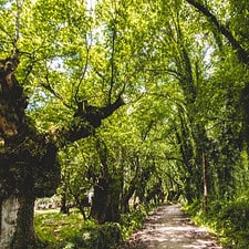Green trees covering camino route