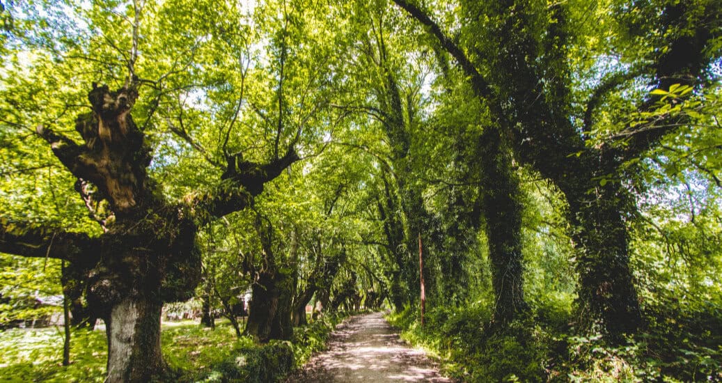 Green trees covering camino route