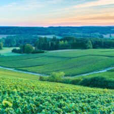 Champagne Vineyards at sunset, Reims Mountain, France
